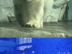 -泉城欧乐堡海洋极地世界