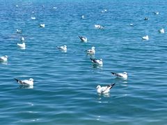 -青海湖国家重点风景名胜区