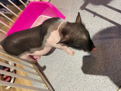 -Moni星球萌宠·小马宝莉·灵蛇·高端高阶全萌宠互动体验俱乐部(红豆国际广场店)