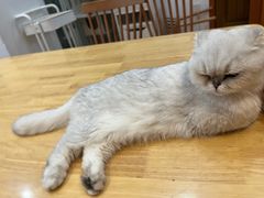 -是阿柴呀！柴犬咖啡·爱喵喵猫咖