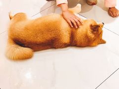 -柴源莊·柴小宠柴犬咖啡