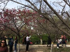 -西安青龙寺遗址景区
