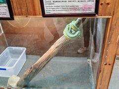 -上海大自然野生昆虫馆(东方明珠·爬宠昆虫探索中心)