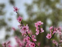 -顾村公园