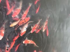 -天目湖涵田半山温泉