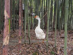 -江南荣村(小溪店)