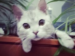 -菲丽丝宠物医院·24小时·猫科中心·免疫点(淮海分院)