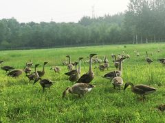 -北京麋鹿生态实验中心