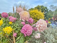 -上海共青森林公园