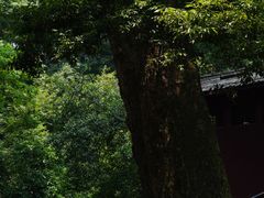 -凤栖山