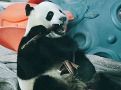 -武汉动物园
