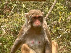 -西双版纳原始森林公园