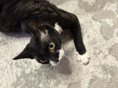 -中农大我爱我爱动物医院·核磁CT·猫病·24小时夜诊中心(石佛营店)