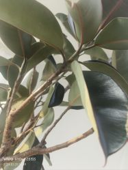 -HEYAN荷妍专业脱毛连锁机构