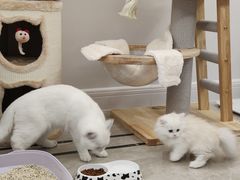 -老吴的猫·猫舍(新区店)