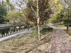 -大望京公园