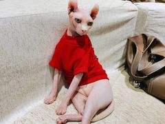 -藏猫猫咖啡主题馆(中央大道店)