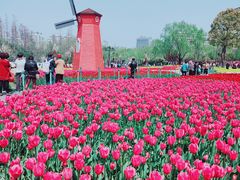 -大宁郁金香公园-停车场