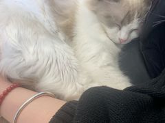 -有喵·猫咖·狗咖·30几只猫10只小狗(岗厦店)