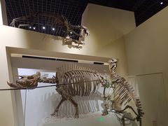 -国家自然博物馆