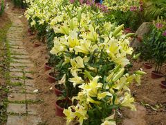 -松山湖梦幻百花洲