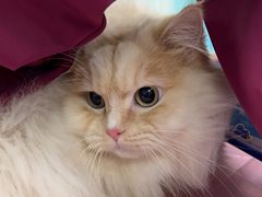 -北京观赏动物医院·24小时大型综合·猫专科·异宠专科