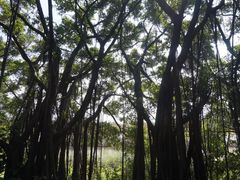 -大湾区中央湿地公园