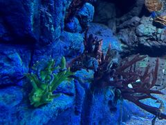 -上海海洋水族馆