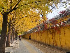 -三里屯东五街银杏大道