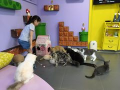 -十年猫舍·猫咪专门店(普陀店)