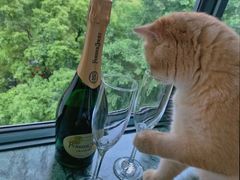 -东方名猫馆·英短金渐层布偶猫舍(环线广场1号楼店)