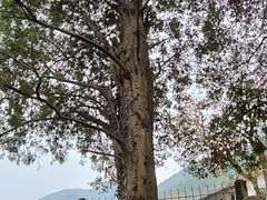 -梅岭神龙潭