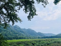 -中国茶叶博物馆(双峰馆区)