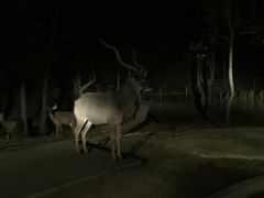 -清迈夜间动物园