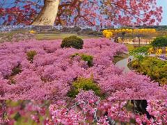 -天适樱花悠乐园