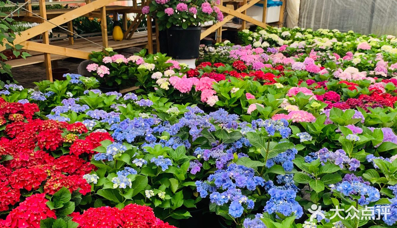 娇艳欲滴の夏日鲜花打卡地🌹