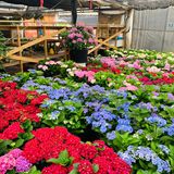 娇艳欲滴の夏日鲜花打卡地🌹