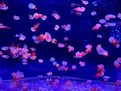 -欢乐海岸海洋奇梦馆