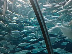 -上海海洋水族馆