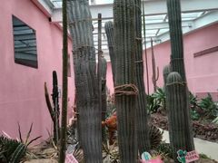 -正佳雨林生态植物园