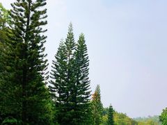 -深圳仙湖植物园