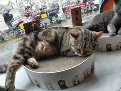 -喵屿·大理花园猫咖