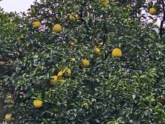 -华雅花园大酒店