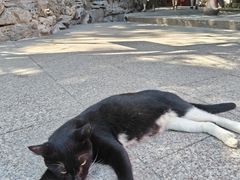 -龙华素斋(龙华路店)