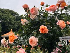 -人民公园(罗湖区)