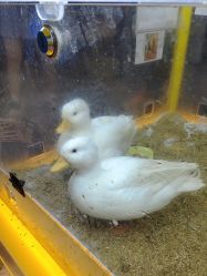 -神奇动物撸宠馆·羊驼·小浣熊·异宠(豫园店)