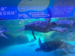 -海合安成都极地海洋公园
