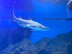 -海合安武汉极地海洋公园