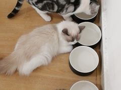 -有喵·猫咖·狗咖·30几只猫10只小狗(岗厦店)