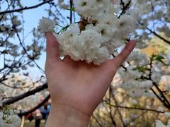 -天适樱花悠乐园